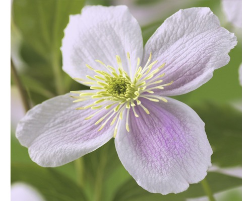 Berg-Waldrebe FloraSelf Clematis montana 'Pink Perfection' H 50-70 cm Co 2,3 L Nahaufnahme einer Clematisblüte