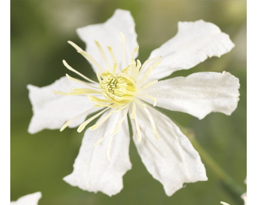 Waldrebe FloraSelf Clematis-Cultivars 'Paul Farges' H 50-70 cm Co 2,3 L