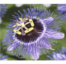 Passionsblume FloraSelf Passiflora-Cultivars 'Purple Rain' H 50-70 cm Co 2,3 L