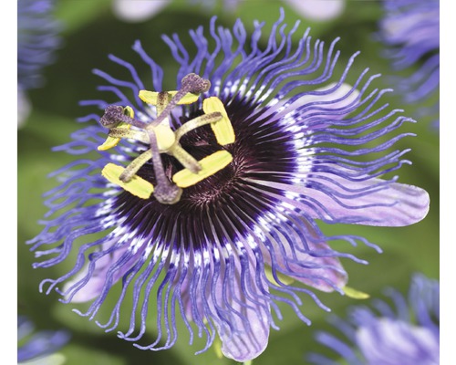 Passionsblume FloraSelf Passiflora-Cultivars 'Purple Rain' H 50-70 cm Co 2,3 L Nahaufnahme einer Passionsblume