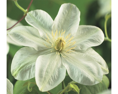 Waldrebe FloraSelf Clematis-Cultivars 'Guernsey Cream' H 50-70 cm Co 2,3 L