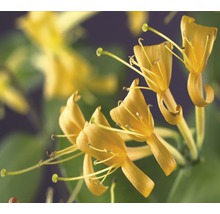 Nahaufnahme von gelben Geißblattblüten.