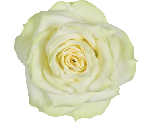 Nahaufnahme einer einzelnen Rose