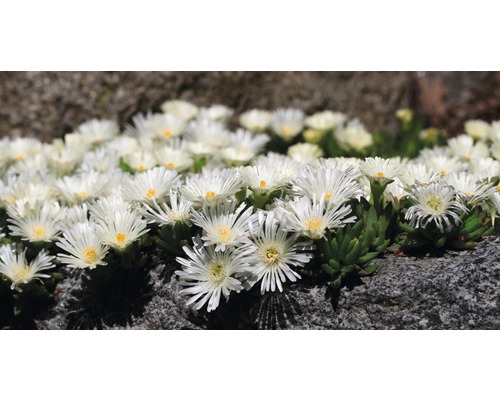 Mittagsblumen auf einem Steinbeet
