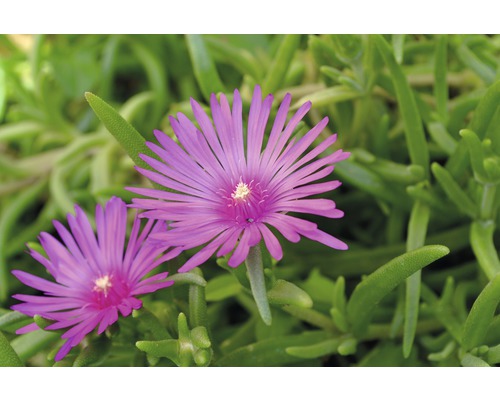 Nahaufnahme von zwei rosafarbenen Mittagsblumenzierpflanzen mit grünen Blättern