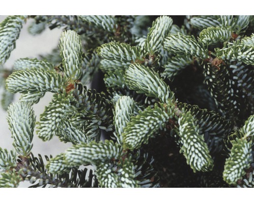 Nahaufnahme einer Koreatanne