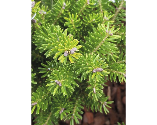 Nahaufnahme einer Koreatanne mit Nadeln