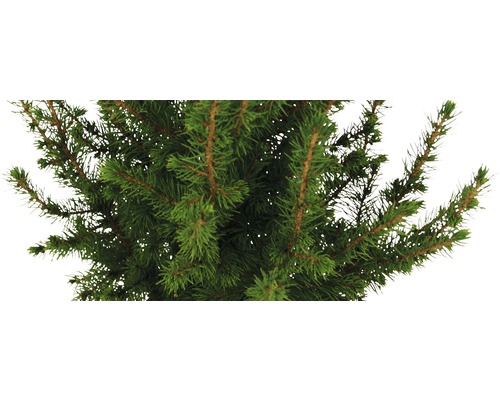 Nahaufnahme einer Nordmanntanne