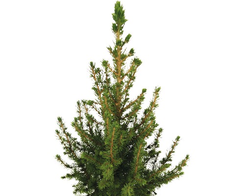 Detailaufnahme einer Koniferenpflanze