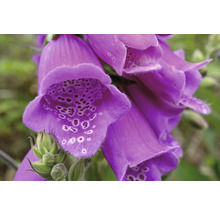 Fingerhut FloraSelf Digitalis purpurea 'Dalmatian Purple' H 5-30 cm Co 0,5 L