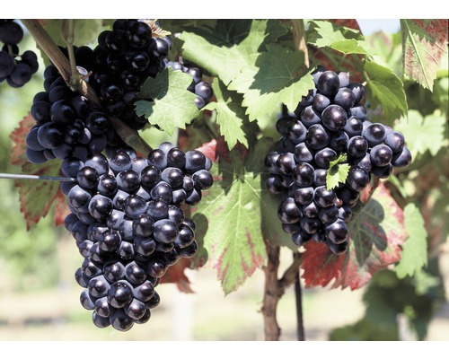 Bio Tafeltraube blau FloraSelf Bio Vitis vinifera 'Nero' H 60-100 cm Co 3 L