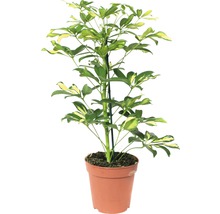 Schefflera Pflanze im Topf