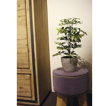 Zimmer Szene mit Holzschrank, Schefflera Arboricola im Topf auf Hocker