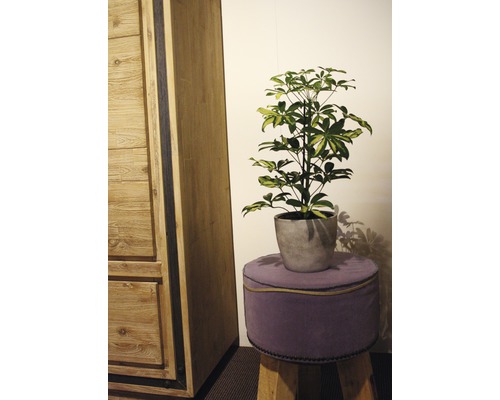 Zimmer Szene mit Holzschrank, Schefflera Arboricola im Topf auf Hocker