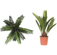 Zwei Darstellungen einer Palmfarne in einem Topf, einmal von oben und einmal von der Seite.