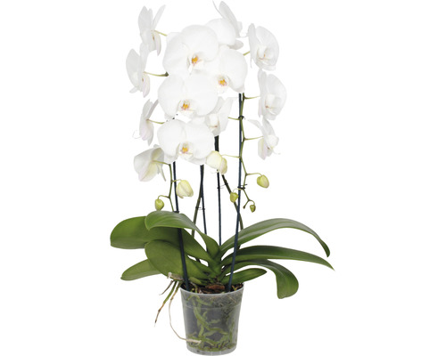 Weiße Orchidee im Topf
