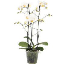 Orchidee im Topf mit weißen Blüten
