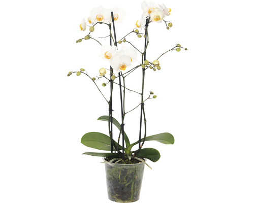 Orchidee im Topf mit weißen Blüten