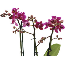Drei blühende Mini-Orchideen