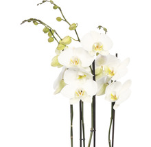 Weiße Orchidee mit Blüten und Knospen