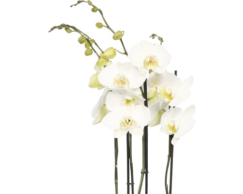 Weiße Orchidee mit Blüten und Knospen