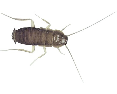 Nahaufnahme eines Papierfischchens