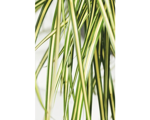 Detailaufnahme von gestreiften Blättern einer Grünlilie