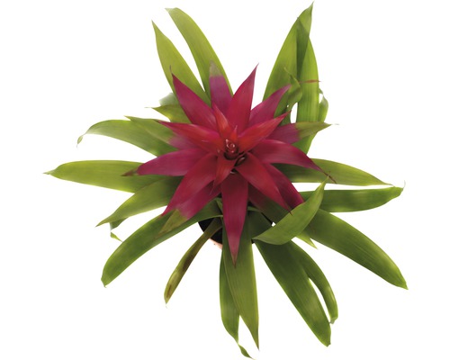 Bromelie Zimmerpflanze mit roter Blüte und grünen Blättern von oben