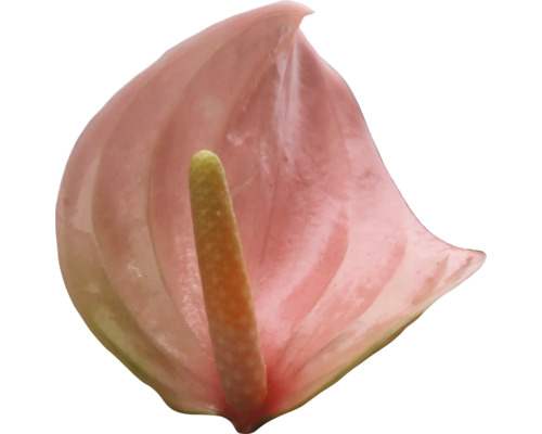 Einzelne rosa Anthurie mit Kolben