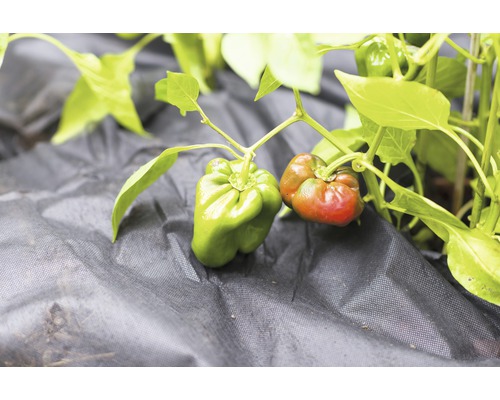 Paprikapflanze mit wachsenden Paprika auf Gartenvlies