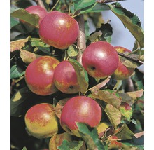 Apfelbaum mit roten Äpfeln an den Ästen.