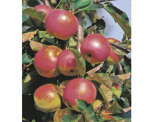Bio Säulenapfel FloraSelf Bio Malus domestica 'Red River' H 130-150 cm Co 10 L Apfelbaum mit roten Äpfeln an den Ästen.