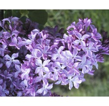 Edelflieder 'Princess Sturdza', 40 - 60 cm