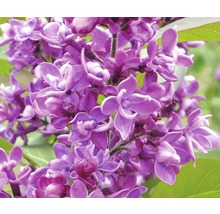 Nahaufnahme von lila Fliederblüten