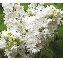 Edelflieder 'Mme Lemoine', 60 - 80 cm