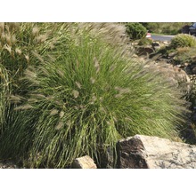 Chinaschilf im Gartenbeet