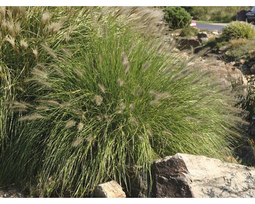 Chinaschilf im Gartenbeet