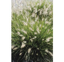 Pennisetum Gartenpflanze im Bild