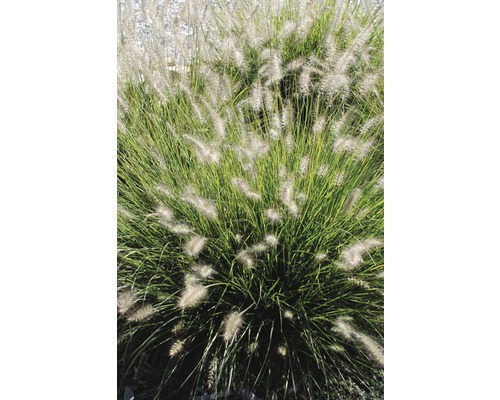 Pennisetum Gartenpflanze im Bild