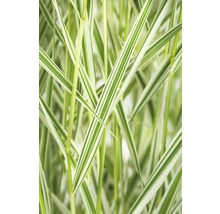 Nahaufnahme von gestreiftem Schilfgras