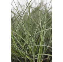 Detailaufnahme von Ziergras