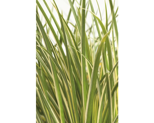 Detailaufnahme von Ziergras mit gestreiften Blättern