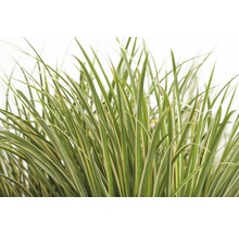 Ziergras mit gestreiften Blättern für den Garten