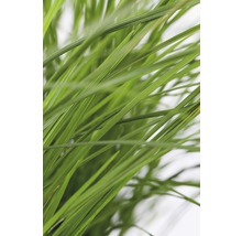 Nahaufnahme von Gras