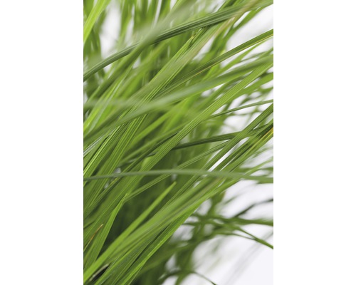 Nahaufnahme von Gras