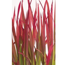 Neuseeländer Flachs mit roten Blättern.