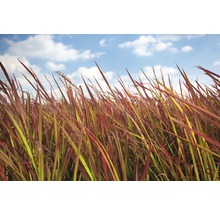 Nahaufnahme von Ziergras vor bewölktem Himmel