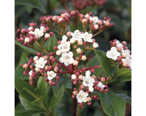 Schneeball Viburnum tinus "Lisarose"® H 50-60 Co 10 L