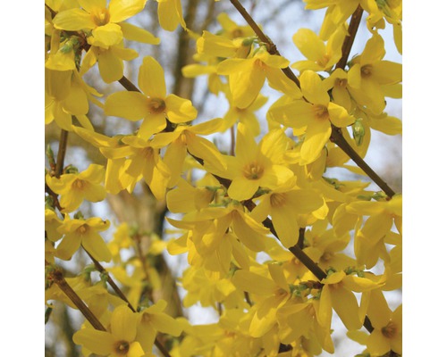 Goldglöckchen FloraSelf Forsythia intermedia 'Week End'® H 80-100 cm Co 10 L