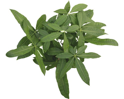 Geldbaum mit grünen Blättern, Top-Ansicht